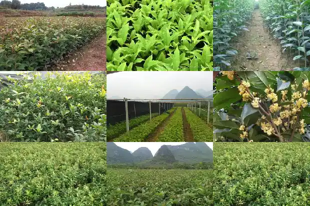 一朵花桂花像什么比喻句1684112521011
