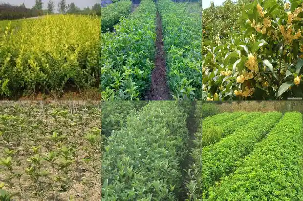 一朵花桂花像什么比喻句1684112521058