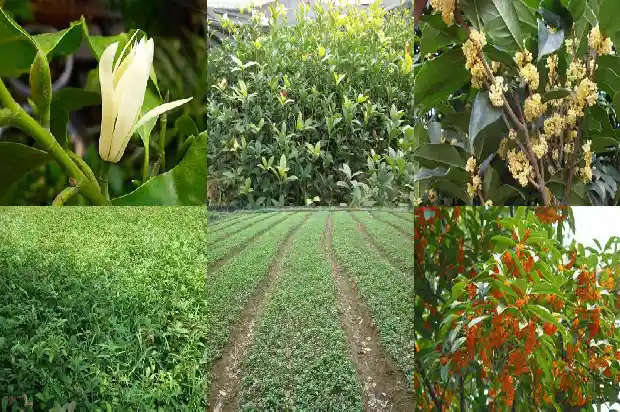 一朵花桂花像什么比喻句1684112521105