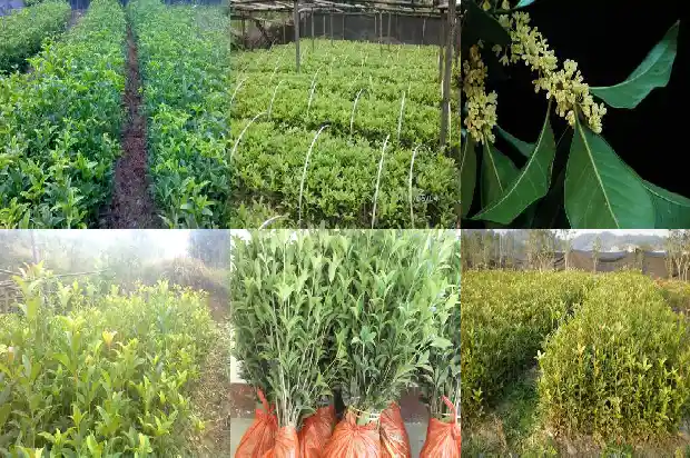 一朵花桂花像什么比喻句1684112521153