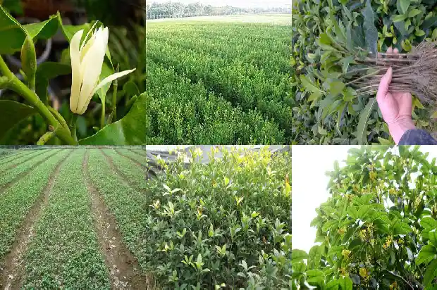 一朵花桂花像什么一样1684112533145