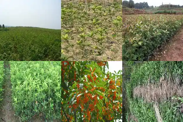 一朵花桂花像什么一样1684112533192