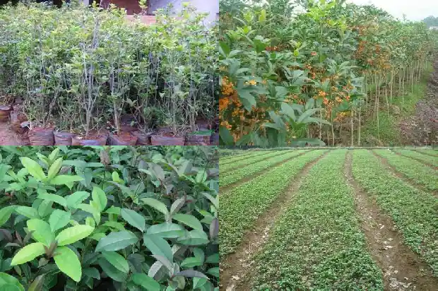 一朵花桂花像什么一样1684112533240