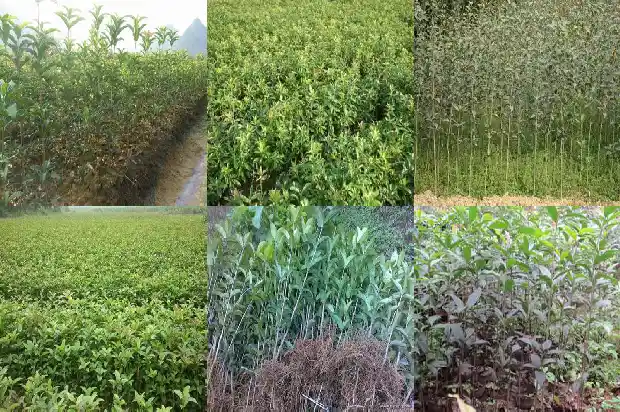 一朵花桂花像什么一样1684112533287