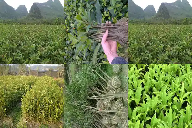 桂花类的特产有哪些1684112554752