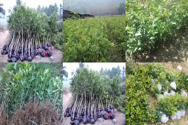 桂花的种类有哪些?1684112566493
