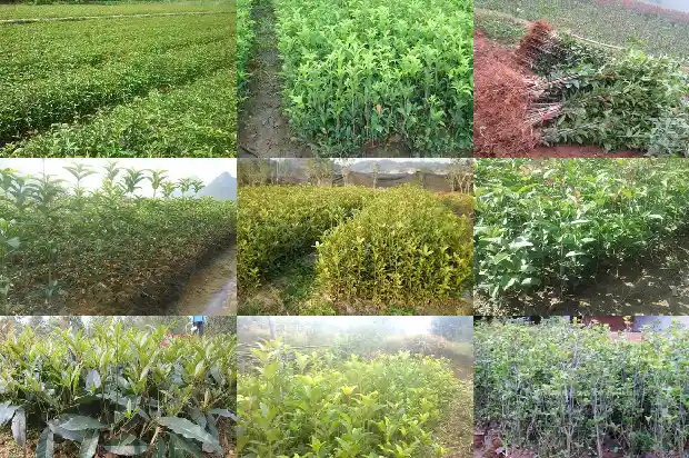 桂花的种类有哪些?1684112566540