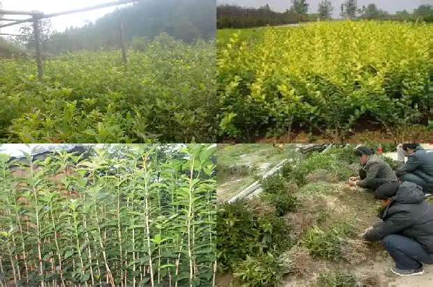 桂花的种类有哪些?1684112566635