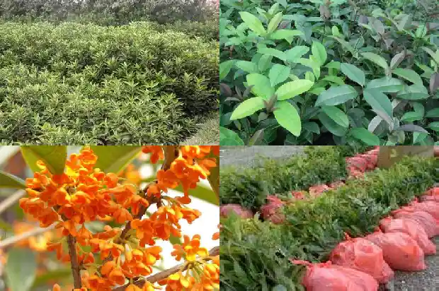 桂花糕的产地1684112585394