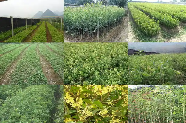 门前种桂花树代表什么意思呀1690158870406
