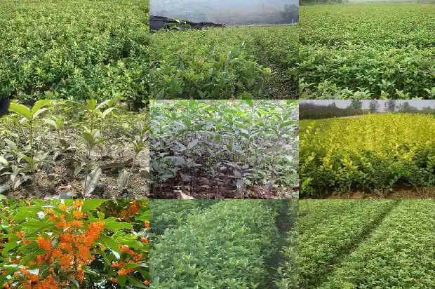 桂花糕用的是什么品种的桂花1684112597301