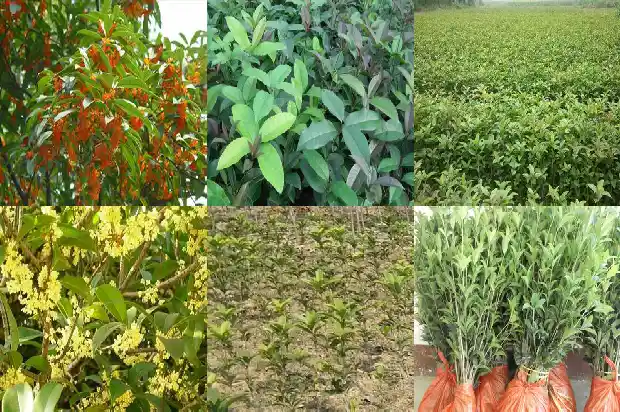 桂花糕用的是什么品种的桂花1684112597349