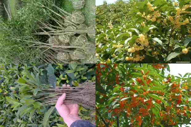 桂花糕用的是什么品种的桂花1684112597397