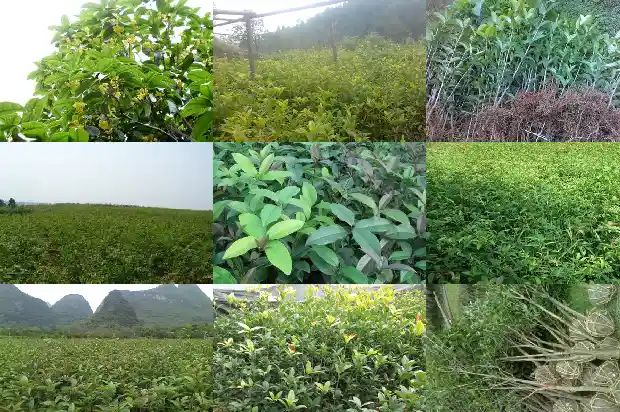 桂花糕是哪里的特产?1684112618192