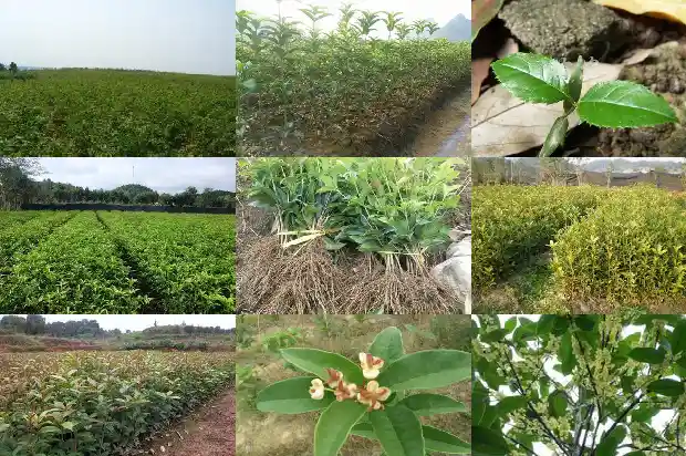 桂花糕是哪里的特产?1684112618240