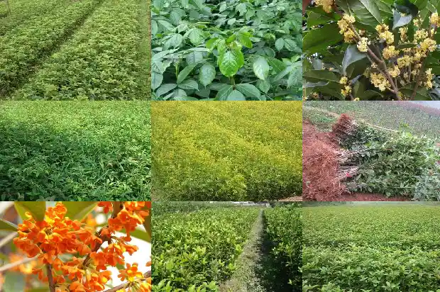 桂花糕是哪里的特产?1684112618287