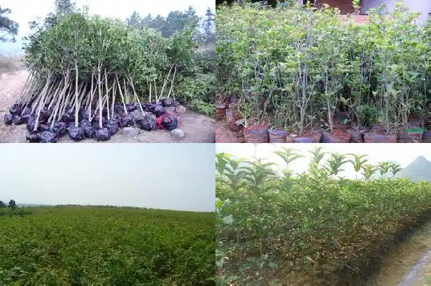 桂花糕是哪里的特产?1684112618335