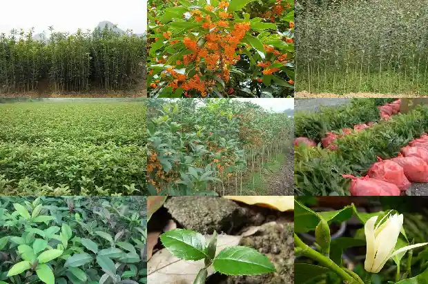 一朵朵的桂花像什么1684112627640
