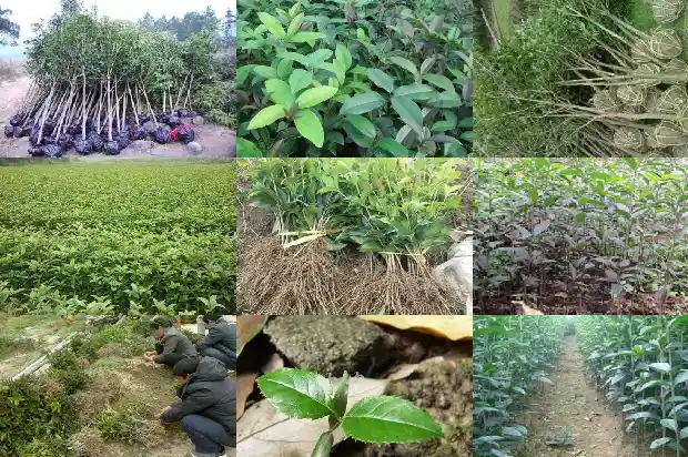 一朵朵的桂花像什么1684112627736