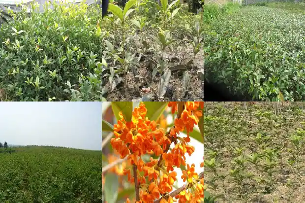 桂花一簇一簇的像什么1684112637215