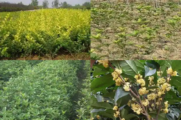 桂花一簇一簇的像什么1684112637263
