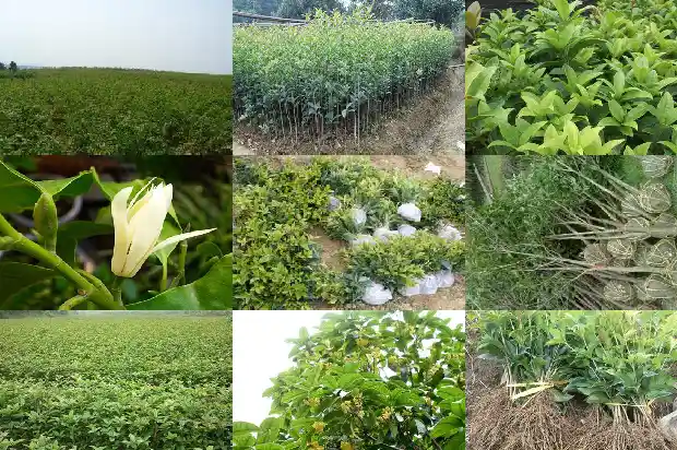 桂花一簇一簇的像什么1684112637310