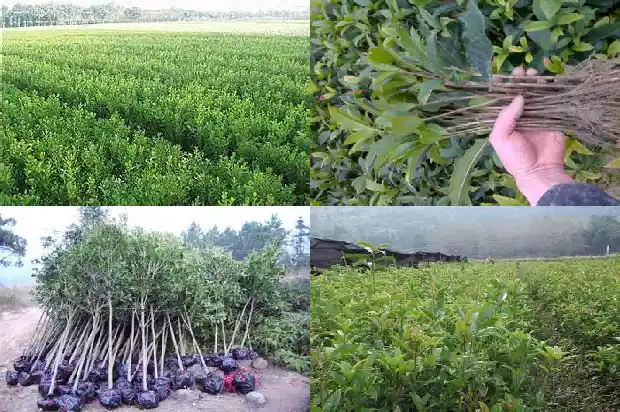 桂花是一朵还是一枝花1684112649038