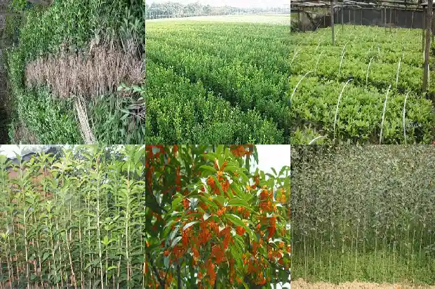 桂花是一朵还是一枝花1684112649086