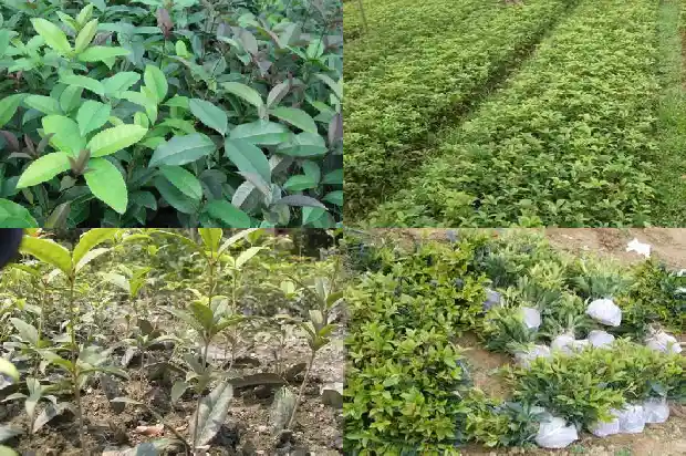 桂花是一朵还是一枝花1684112649134
