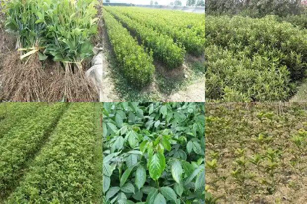 桂花是一朵还是一枝花1684112649181