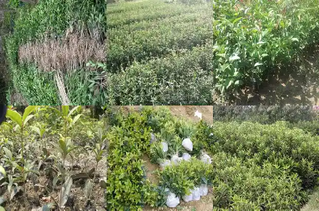 桂花的花朵有几瓣组成1684112660866