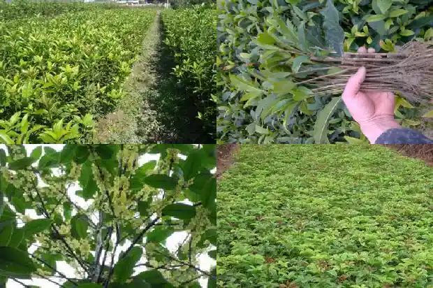 桂花的花朵有几瓣组成1684112660914