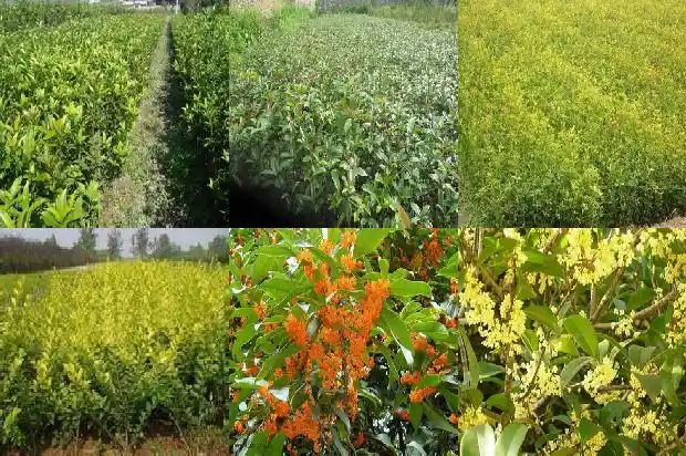 孕妇能不能吃桂花米糕1689122086947