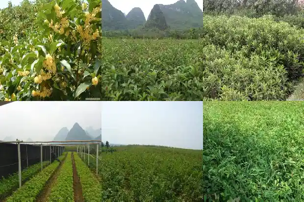 桂花的花瓣有几瓣1684112670522