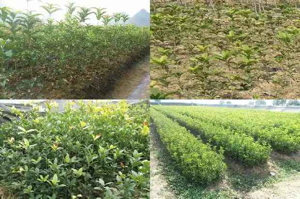 桂花有什么作用功效与作用1689381443651