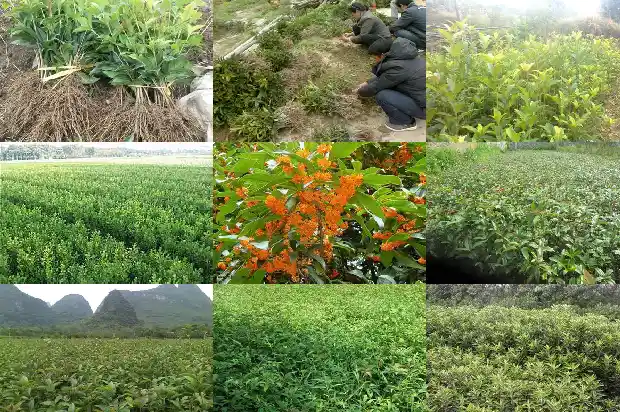 一团团桂花像什么1684112689985