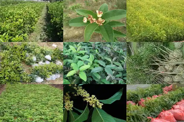 一朵朵桂花像什么似的挂满枝头1684112701782