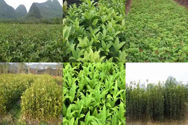 一朵朵桂花像什么似的挂满枝头1684112701830
