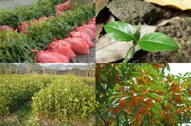 8公分桂花树多少钱一株呢1689838392639