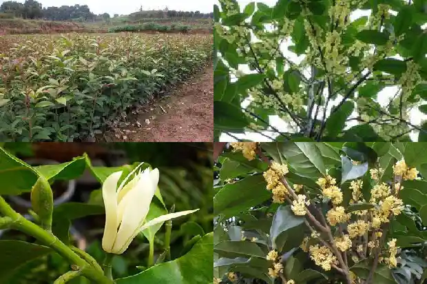 桂花有红的吗还是绿的1684112713733