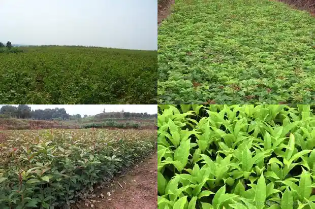 桂花的颜色有多少1688689568026