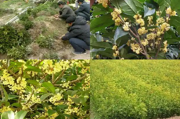 桂花是什么木头做的1688436245180