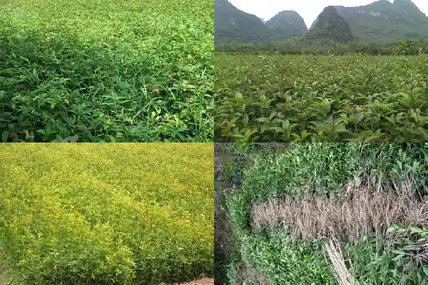 红色花的桂花1684112737530