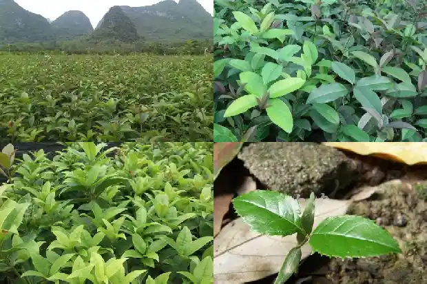 红色花的桂花1684112737577