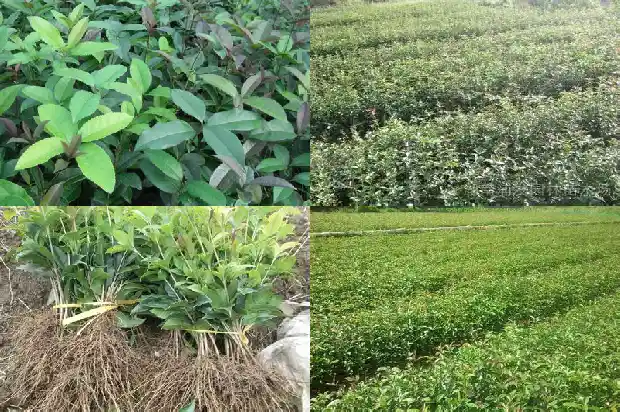 红色花的桂花1684112737625