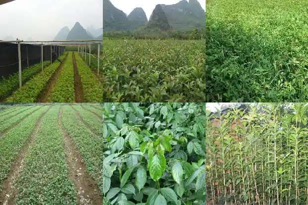 红红的桂花像什么1684112758855