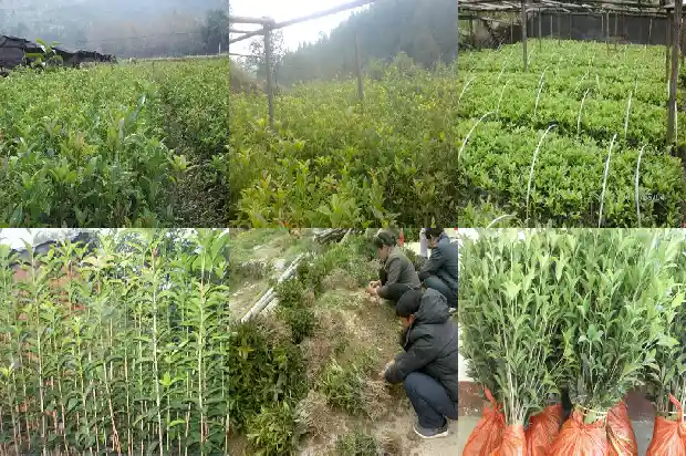 红红的桂花像什么1684112758903