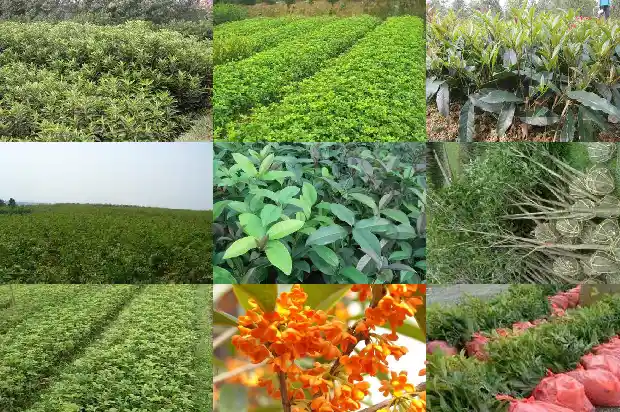 开红色花的桂花是什么品种1684112780813
