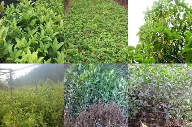 金桂花胶原蛋白眼膜贴有效果吗1689207832315