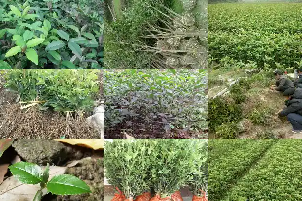 桂花会变红吗1684112799678